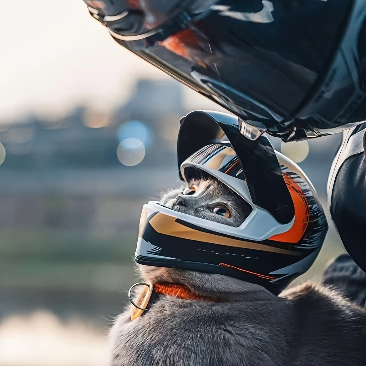Mini Motorhelm Kostuumaccessoire voor Katten