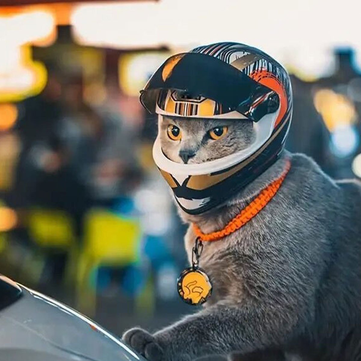Mini Motorhelm Kostuumaccessoire voor Katten